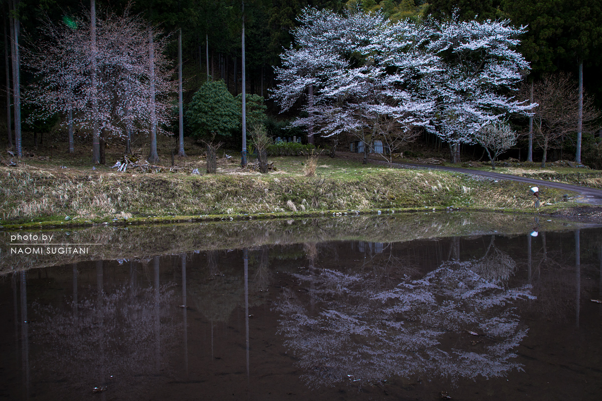 2015.04.12　萩原　桜
