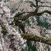 2015.04.12岩太郎　枝垂れ桜