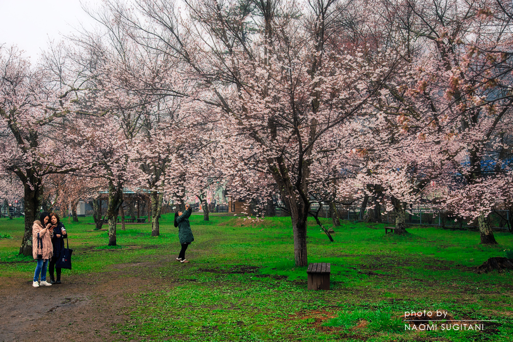 2015.04.19高山　桜野公園