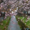 2015.04.19高山　桜野公園