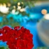 青い夏に紅い花