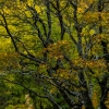 秋色の森