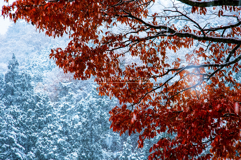 初雪～紅葉に染まる　：飛騨高山