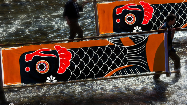 2013.02.03　郡上八幡　鯉のぼり寒ざらし