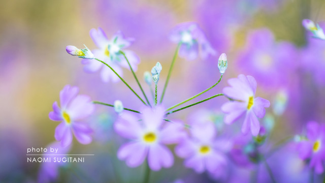 2015.03.15 パステルな季節　～富山　中央植物園