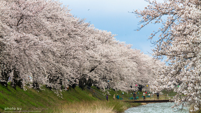 2015.4.11春の競演～富山　朝日