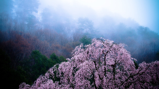 2015.04.14 POWER OF LOVE ～長野の櫻