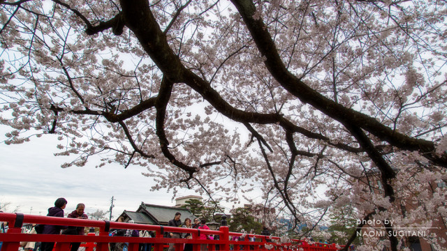 2015.04.19　飛騨の櫻