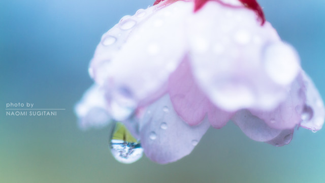 2015.04.19櫻の雫　～飛騨高山