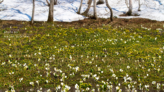 2015.04.29　雪解け水～飛騨市池ヶ原湿原