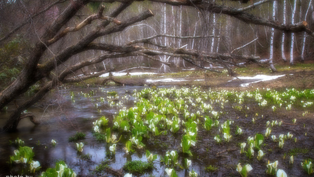 2015.05.04　うつろう季節～池ヶ原湿原