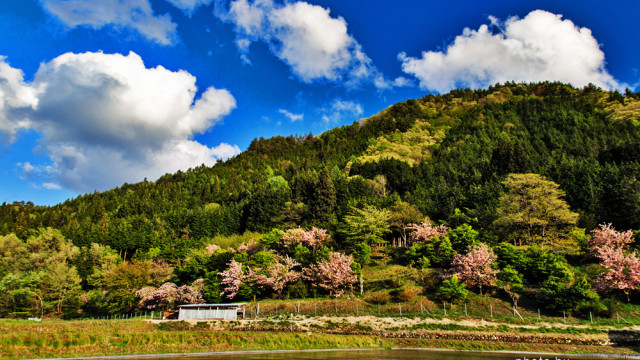 2015.05.10　高山市　朝日　新緑