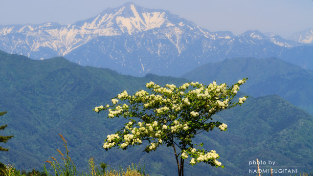2015.05.17　5月の光～奥飛騨・新穂高