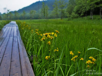 濡れた木道 2015.06.19 飛騨市　池ヶ原湿原にて