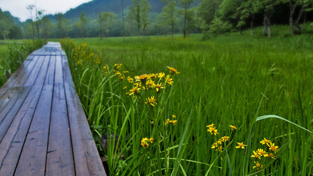 濡れた木道 2015.06.19 飛騨市　池ヶ原湿原にて