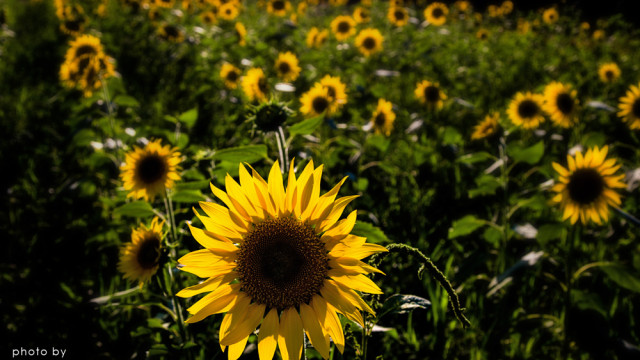 2015.08.16夏を追いかけて～神岡