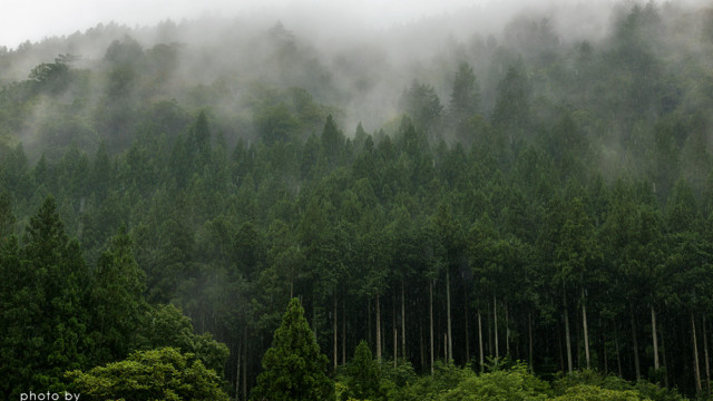 2015.09.06煙る森～飛騨市