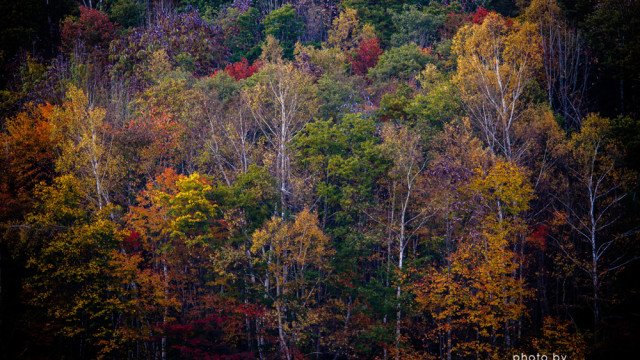 2015.10.24　いつもの秋、いつもの場所～飛騨市・平湯