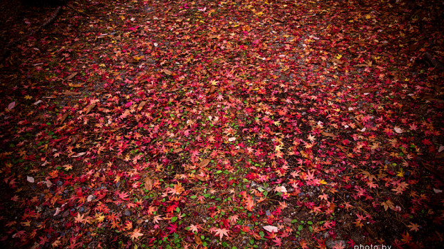 2015.11.01　彩り街道～せせらぎ街道