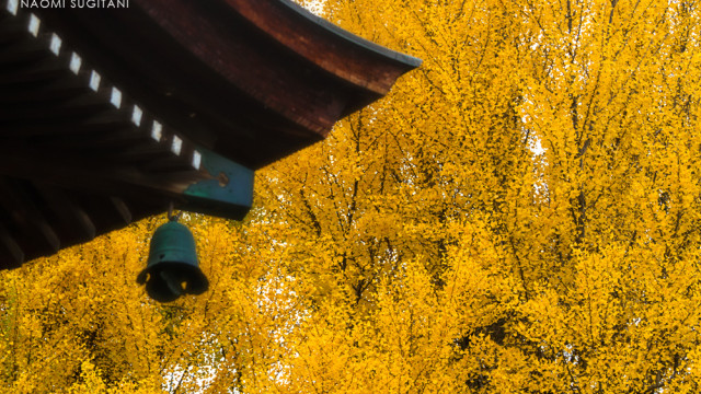 2015.11.15 YELLOWMAGIC ～国分寺・東山遊歩道