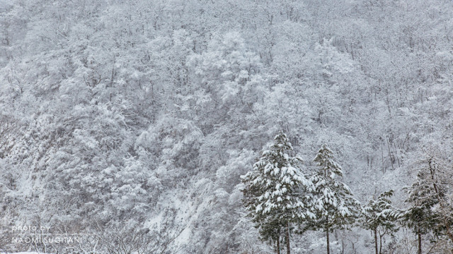 2015.12.27 幽かな雪景色　～飛騨市