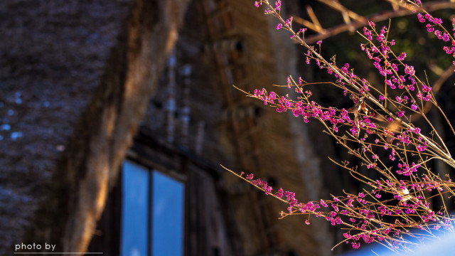 2016.01.04 １月の春～白川村