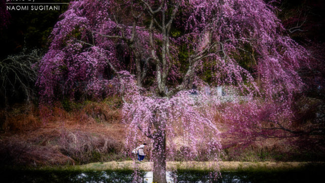 2016.04.04　長野の櫻