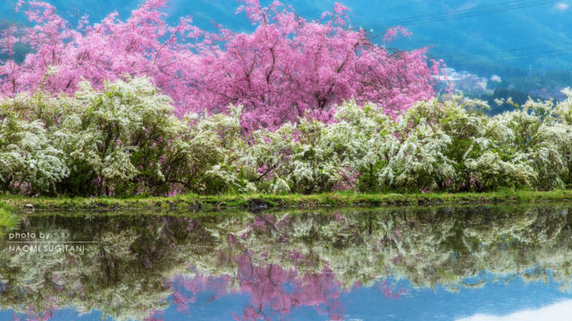 2016.04.10下呂　萩原　櫻