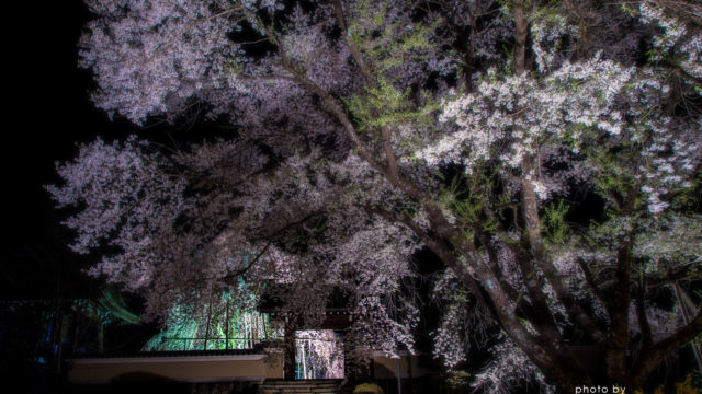 2016.04.11萩原　夜桜
