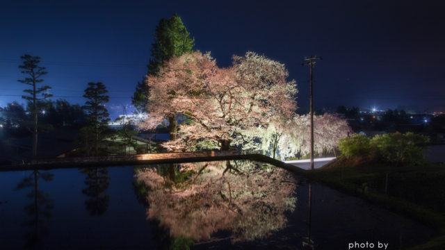 2016.04.12萩原夜桜