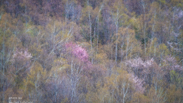 2016.04.23神岡・奥飛騨温泉郷