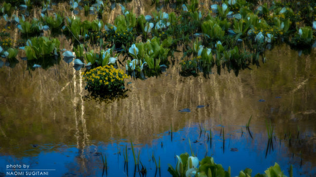 2016.05.05飛騨市池之原湿原