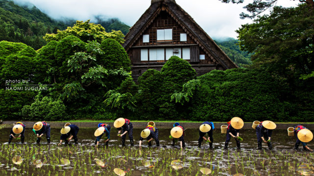 2016.0530白川郷田植え祭り