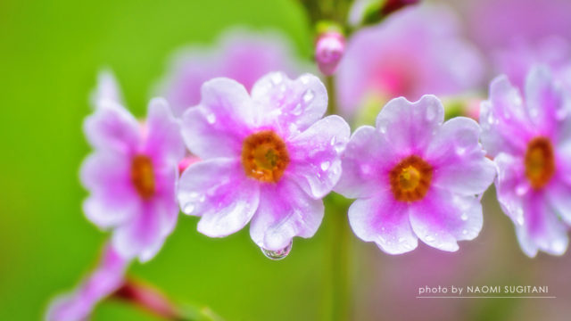 2016.05.30　国府　クリンソウ