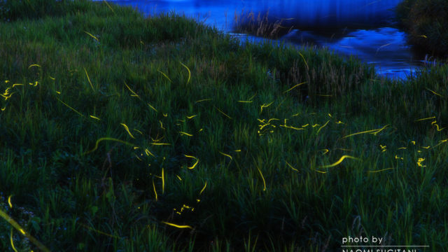 2016.06-07蛍の光、窓の・・