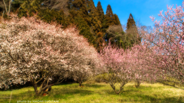 20170320郡上八幡