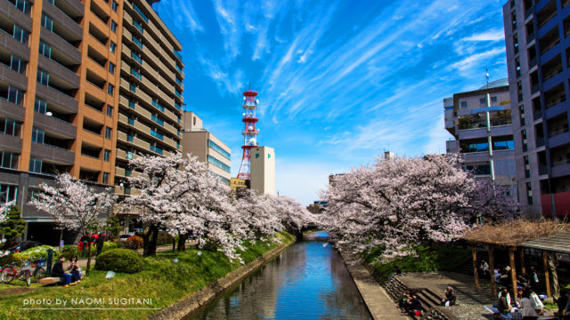 20170419富山城桜