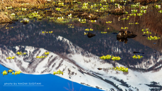 20170507乗鞍高原