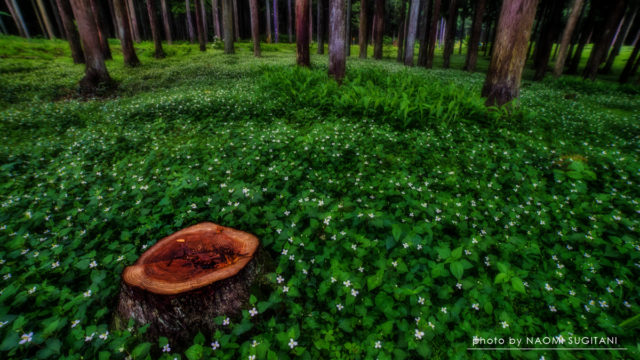 20170701ドクダミ