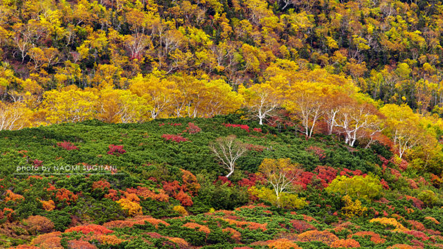 彩り　：20171002乗鞍岳