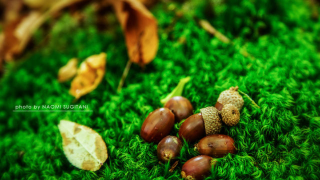 紅く染まる：20171012乗鞍高原