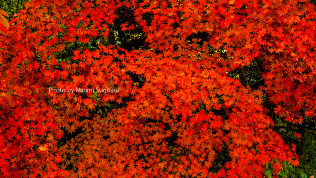 2017.10.21　飛騨高山