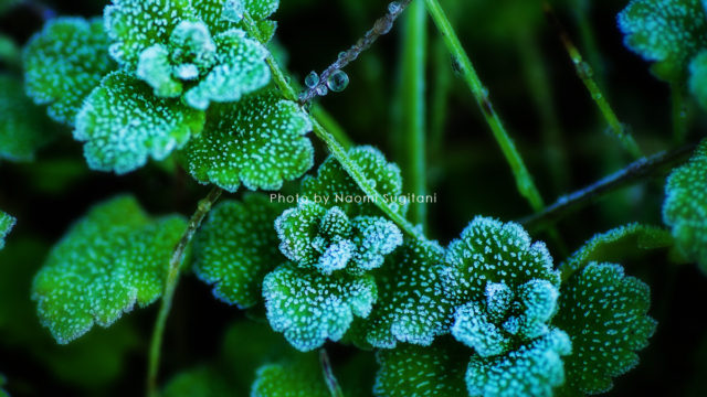 20171112高山　紅葉