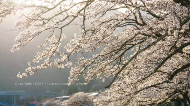 20180331　郡上　櫻