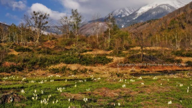 20180505乗鞍高原