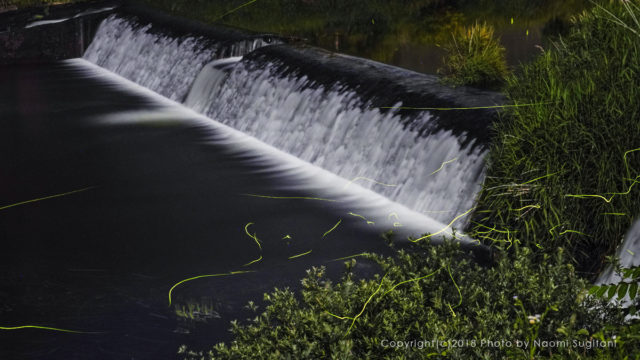 20180621ホタル