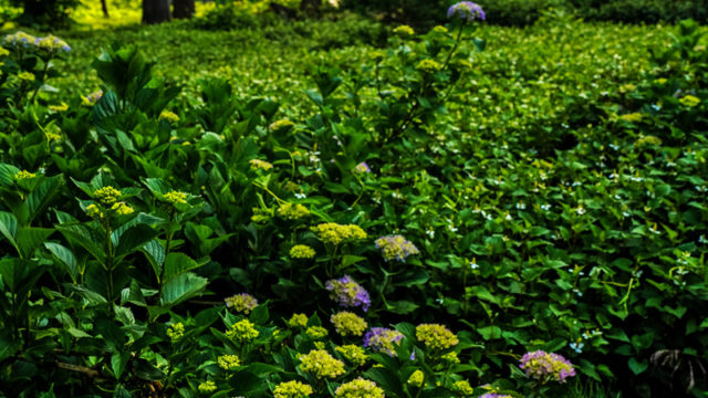 20180623ドクダミ