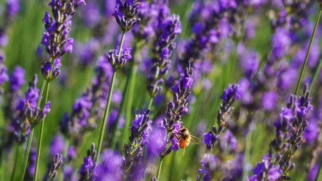 20180714ラベンダー