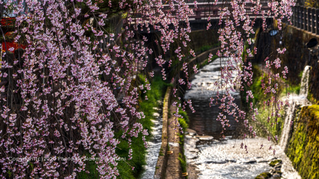 2020.04.12 飛騨高山　桜