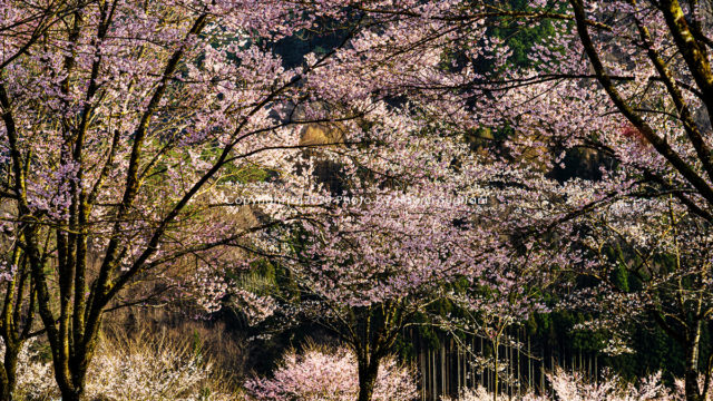 20200416飛騨の桜